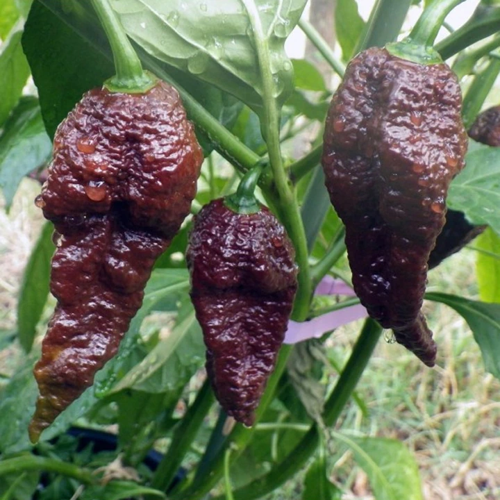 Semințe de ardei iute "Bhut Jolokia Chocolate" [2]