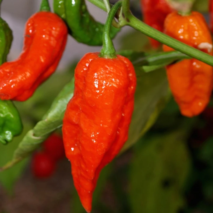 Semințe de ardei iute "Bhut Jolokia Red" [2]
