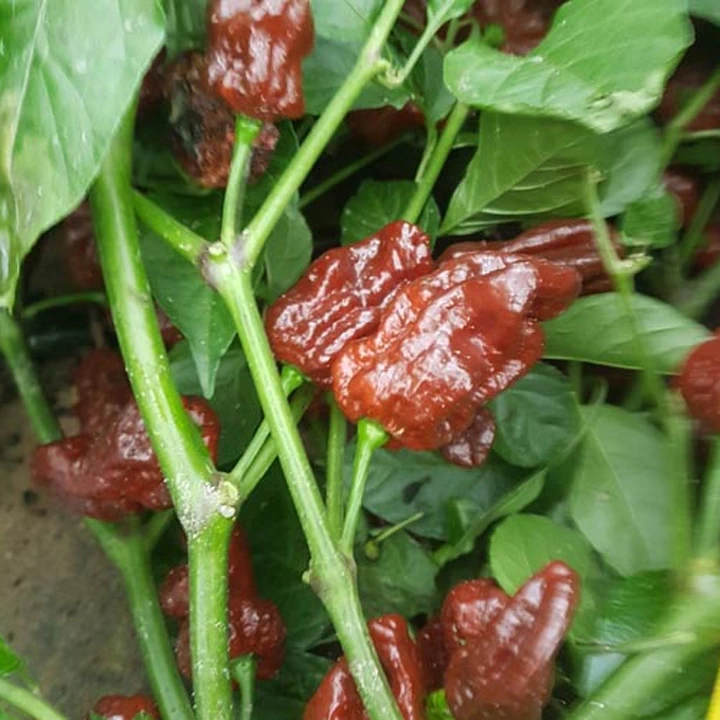 Semințe de ardei iute "7 Pod Chaguanas Chocolate" [2]