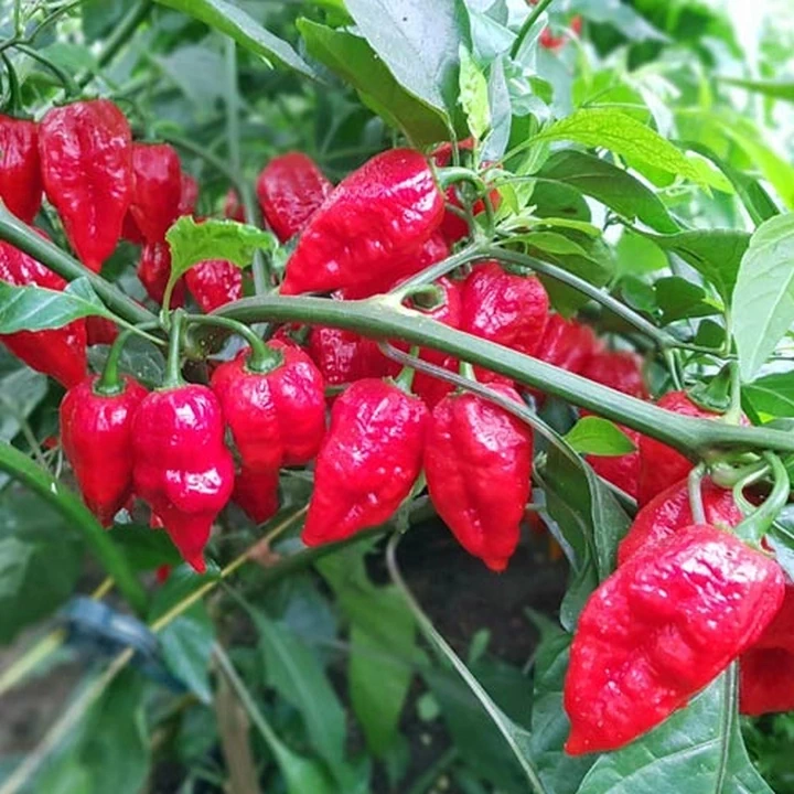 Semințe de ardei iute "Apocalypse Red" [2]