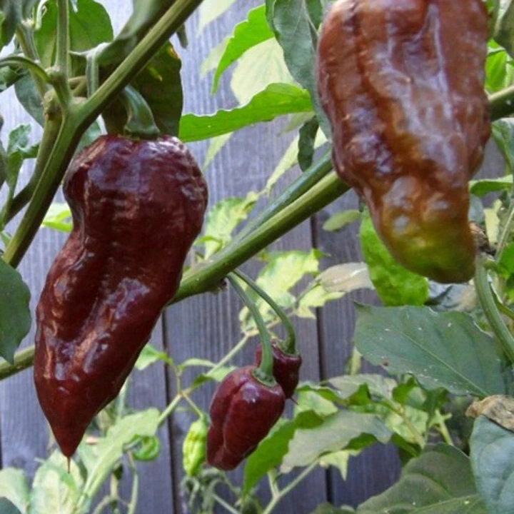 Semințe de ardei iute "Bhut Jolokia Chocolate" [2]