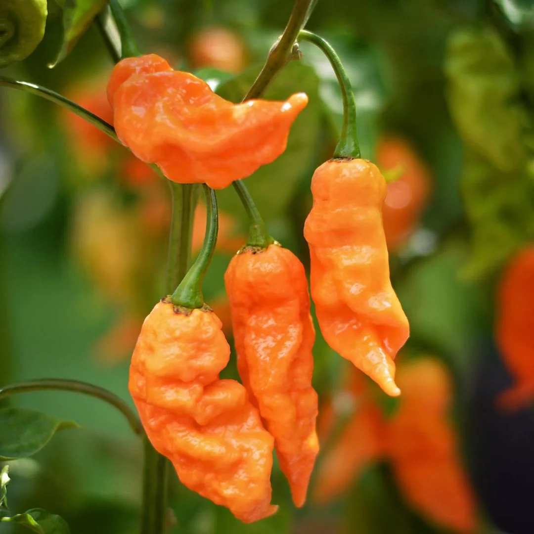 Seminte de ardei iute - Semințe de ardei iute "Bhut Jolokia Orange"
