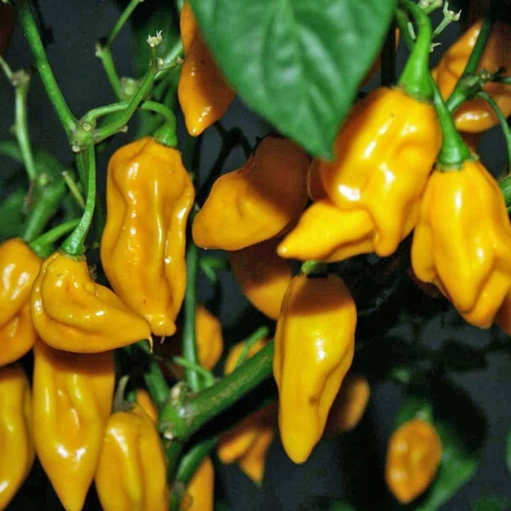 Semințe de ardei iute "Bhut Jolokia Yellow" [1]
