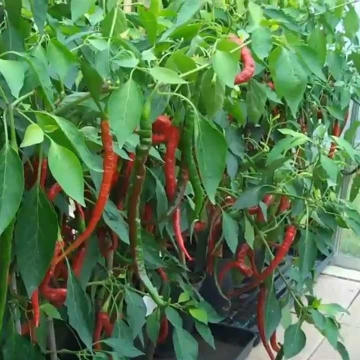 Semințe de ardei iute "Cayenne Long Slim" [1]