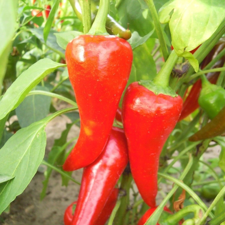 Semințe de ardei iute "Cyklon" [1]