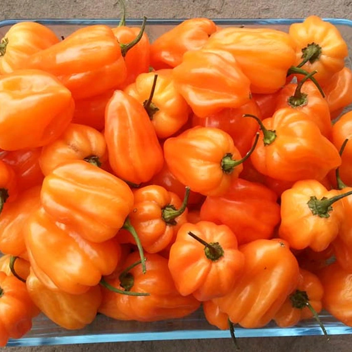Seminte de ardei iute - Semințe de ardei iute "Habanero Orange"