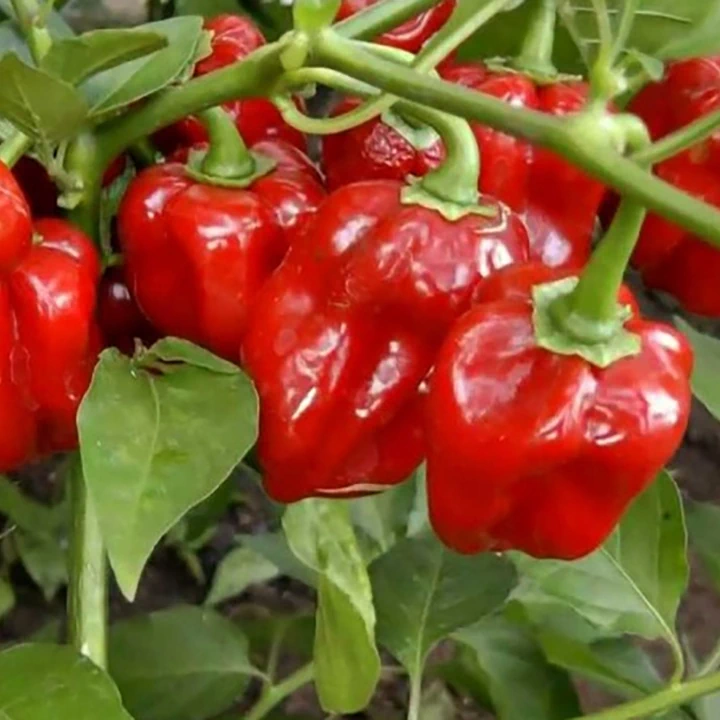 Semințe de ardei iute "Habanero Red" [1]