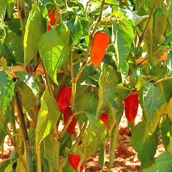 Semințe de ardei iute "Naga Morich" [1]
