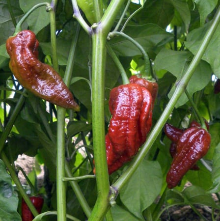 Seminte de ardei iute - Semințe de ardei iute "Naga Morich Chocolate"