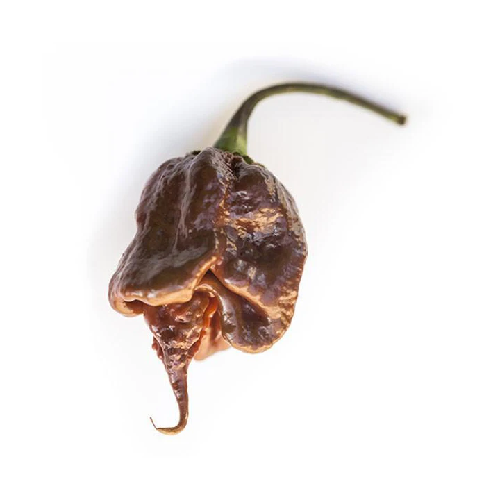 Semințe de ardei iute "Trinidad Scorpion Chocolate" [0]