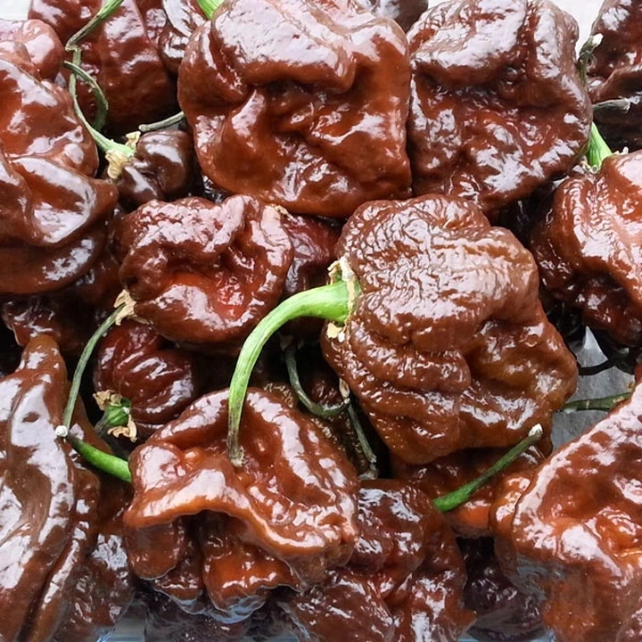 Semințe de ardei iute "Trinidad Scorpion Chocolate" [1]