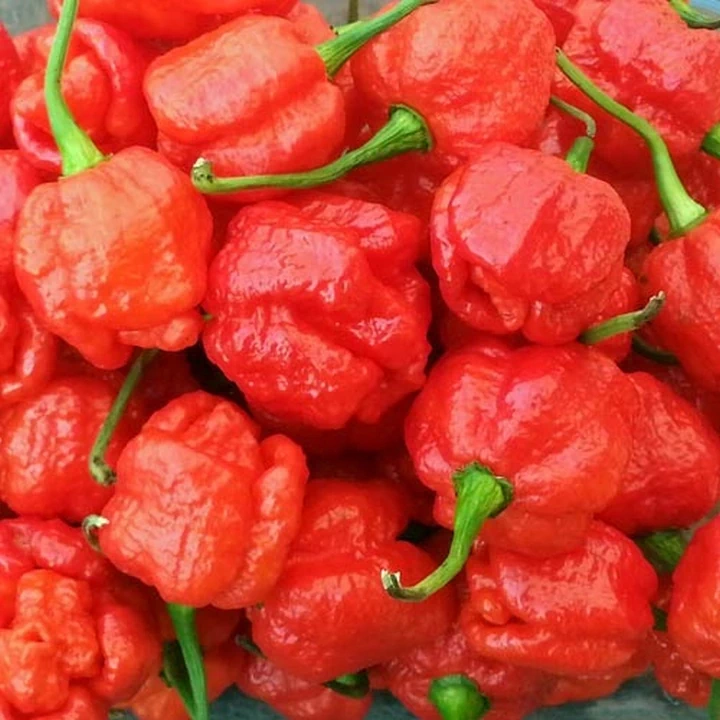 Seminte de ardei iute - Semințe de ardei iute "Trinidad Scorpion Moruga"