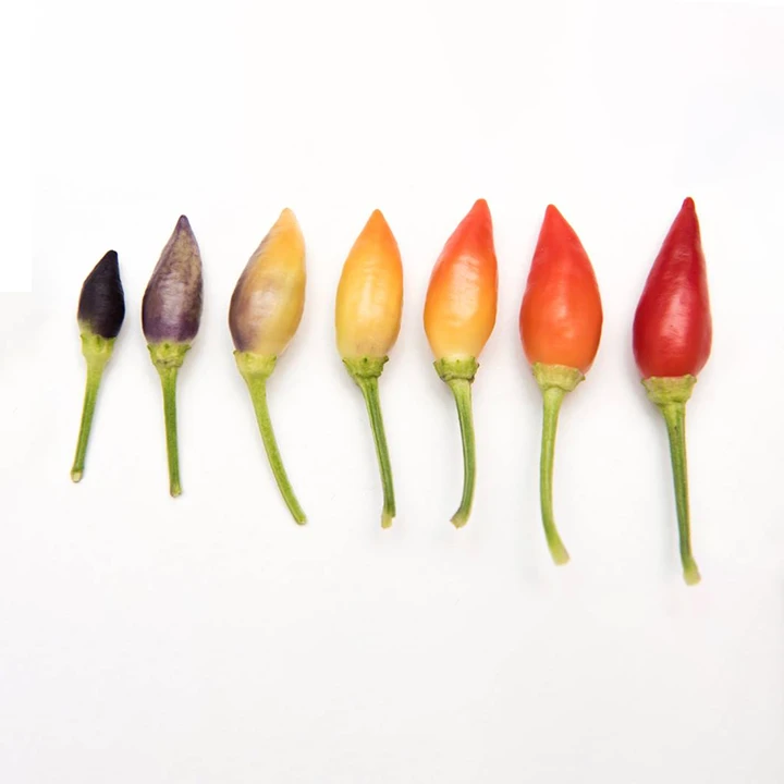 Semințe de ardei iute "Twilight" [0]