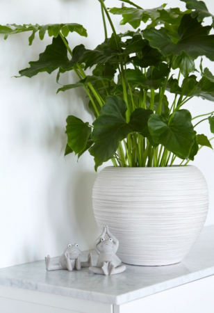 Ghiveci de flori [1]