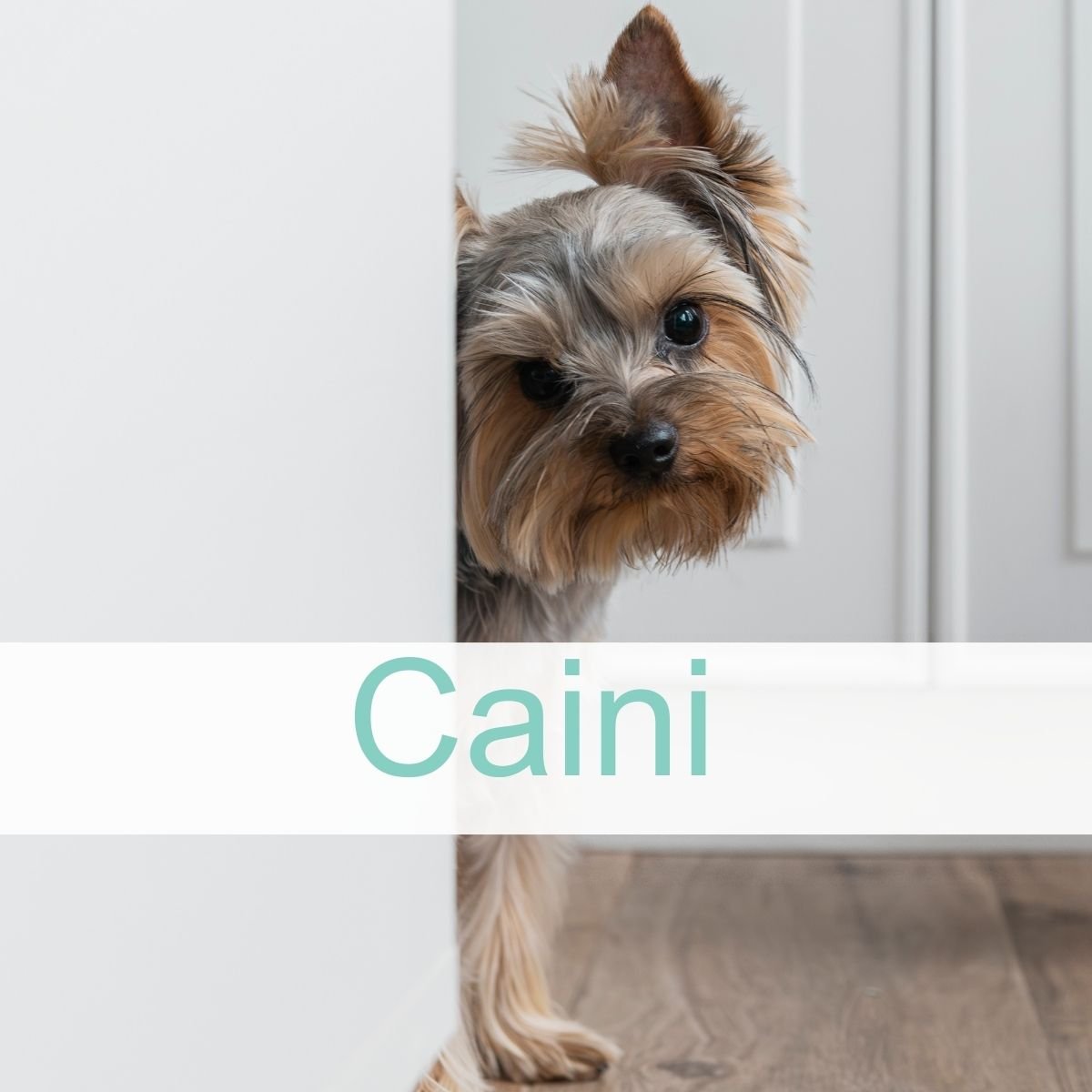 Produse pentru CAINI