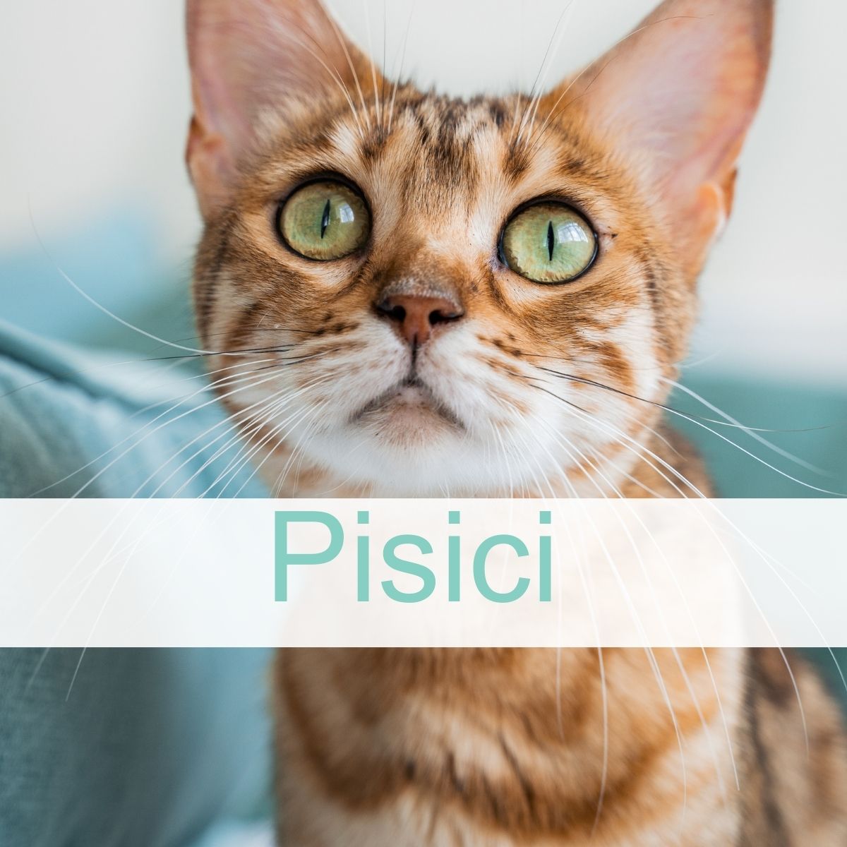 Produse pentru PISICI
