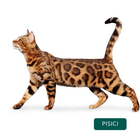 HRANA SUPER PREMIUM PENTRU PISICI