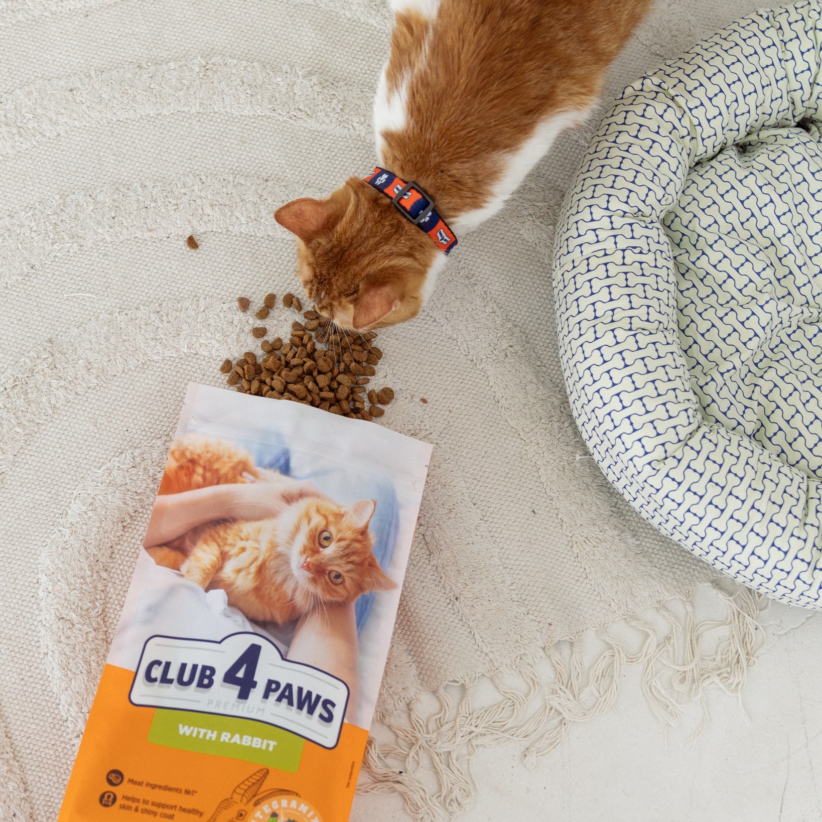 Hrana Club4Paws – soluția completă pentru pisici de apartament
