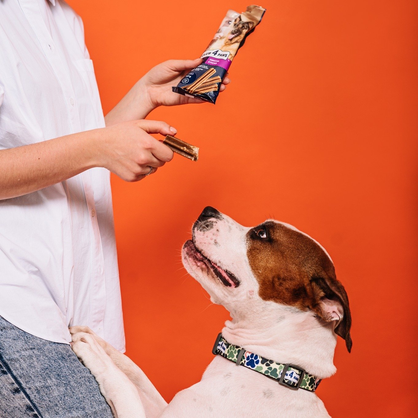 Recompensele pentru câini – mai mult decât un răsfăț!