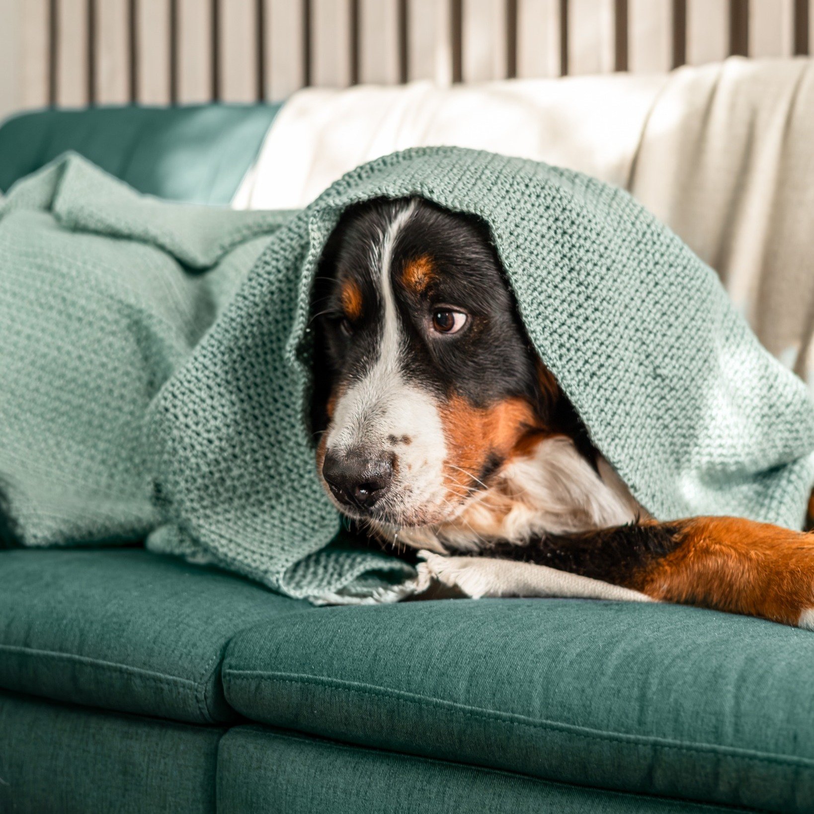 Hrana OptiMeal – protecție naturală pentru câinele tău în sezonul rece