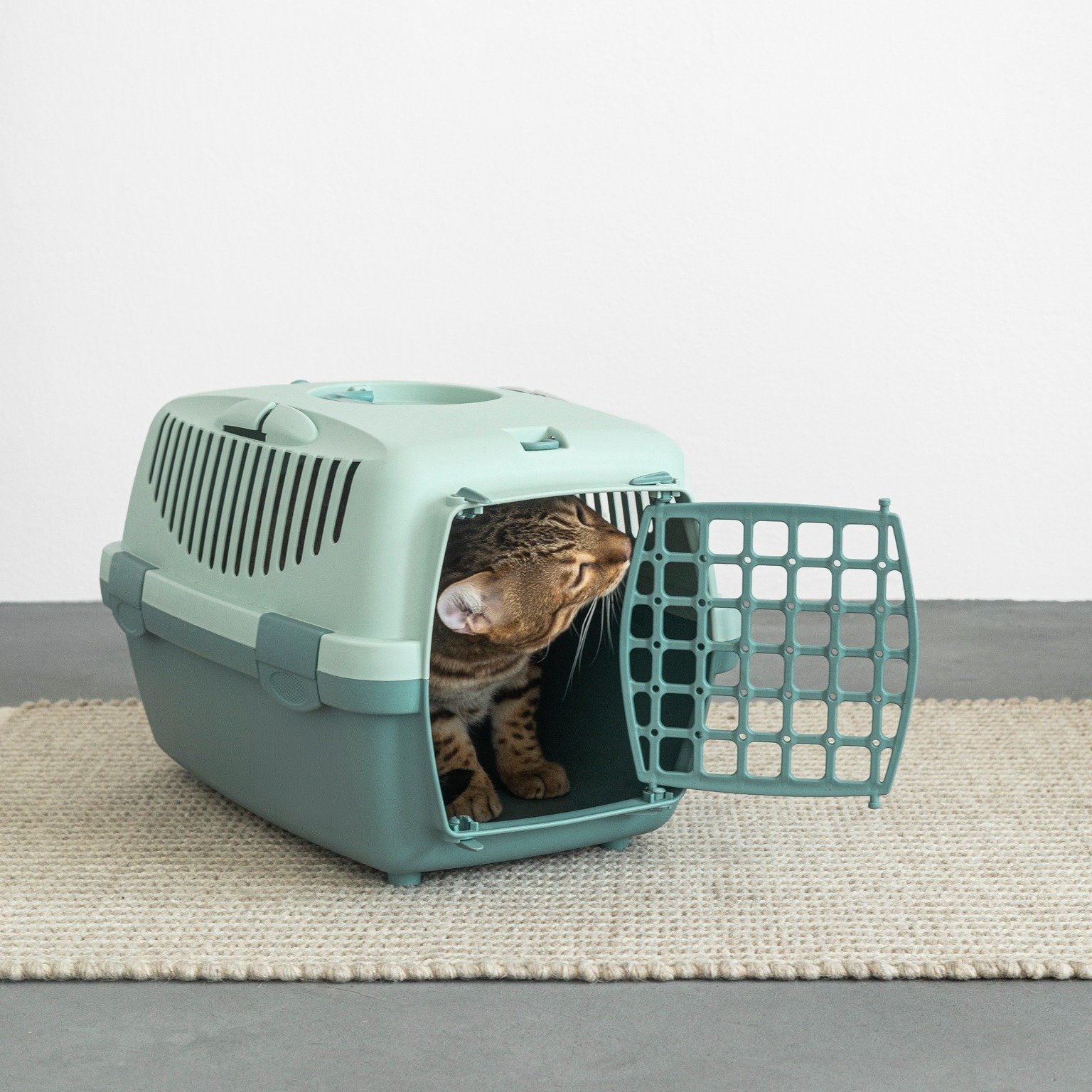 Pisica ta se ascunde la vederea cuștii? Cum o ajuți să se simtă în siguranță, începând cu ce mănâncă