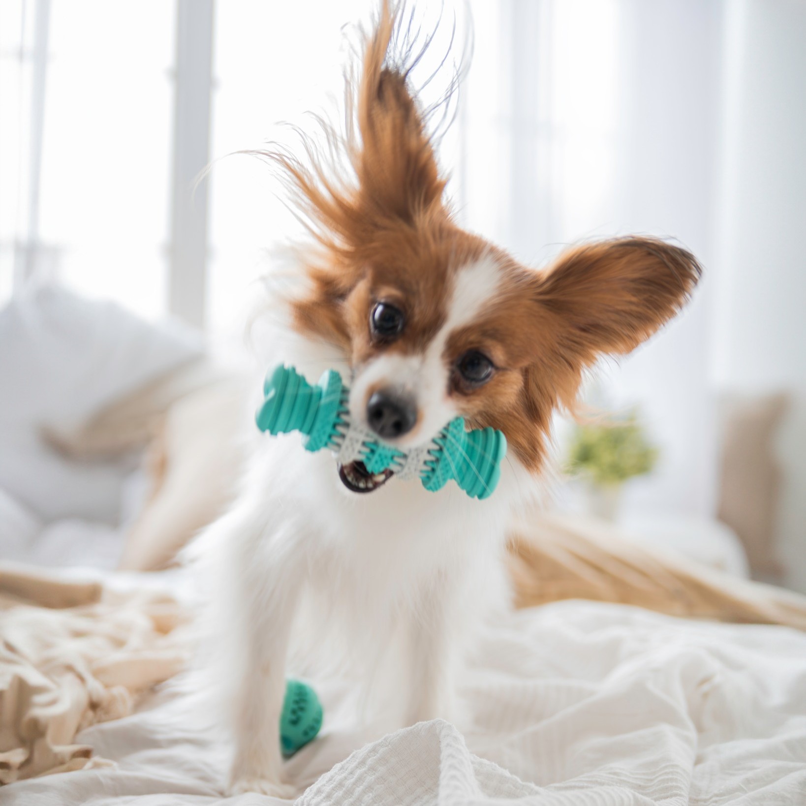 Câinii activi au nevoie de o hrană ușor digerabilă