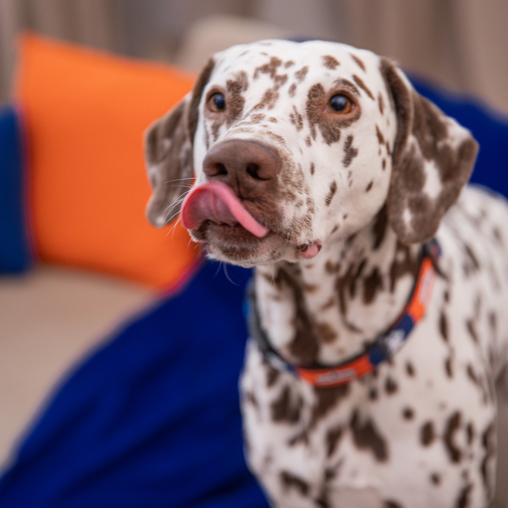 Gaze, burtă umflată, disconfort. Ce legătură are hrana?