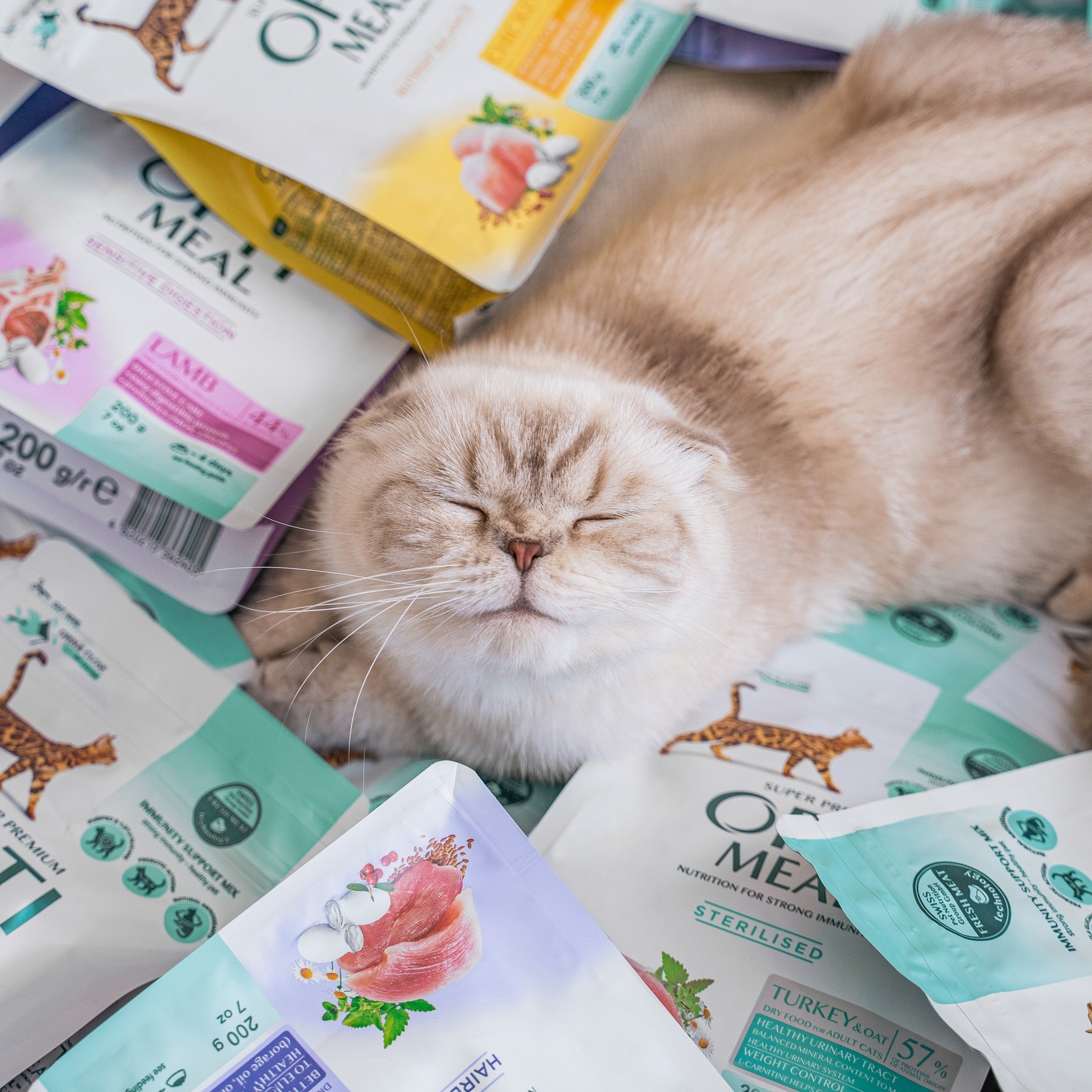 Pisica de interior: ce tip de hrană îi oferă confort zilnic?