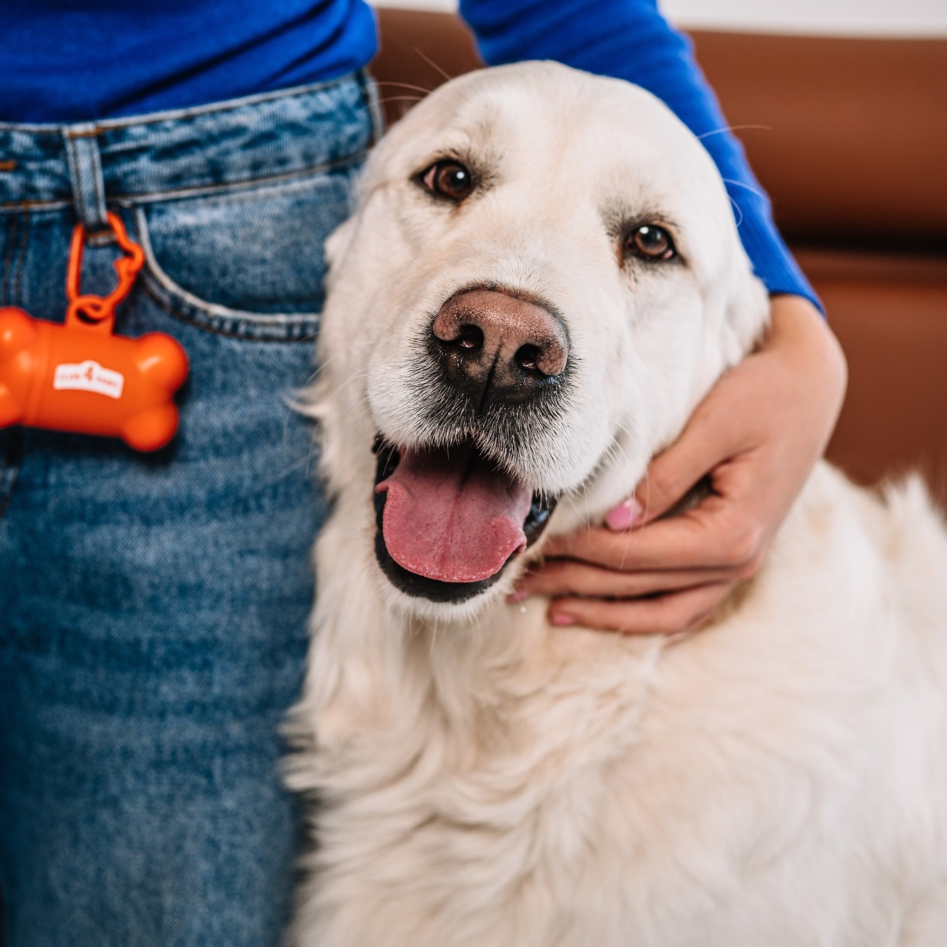 Câine mofturos la mâncare? 7 greșeli care îl fac să refuze bolul cu hrană