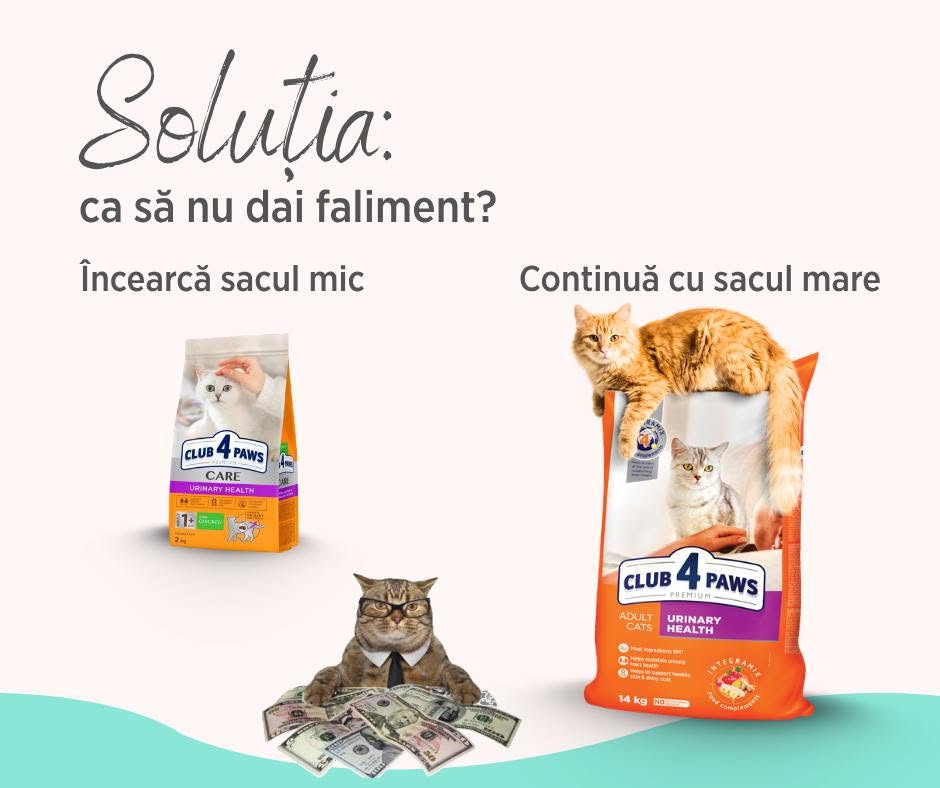 5 greșeli pe care să le eviți când schimbi hrana pisicii