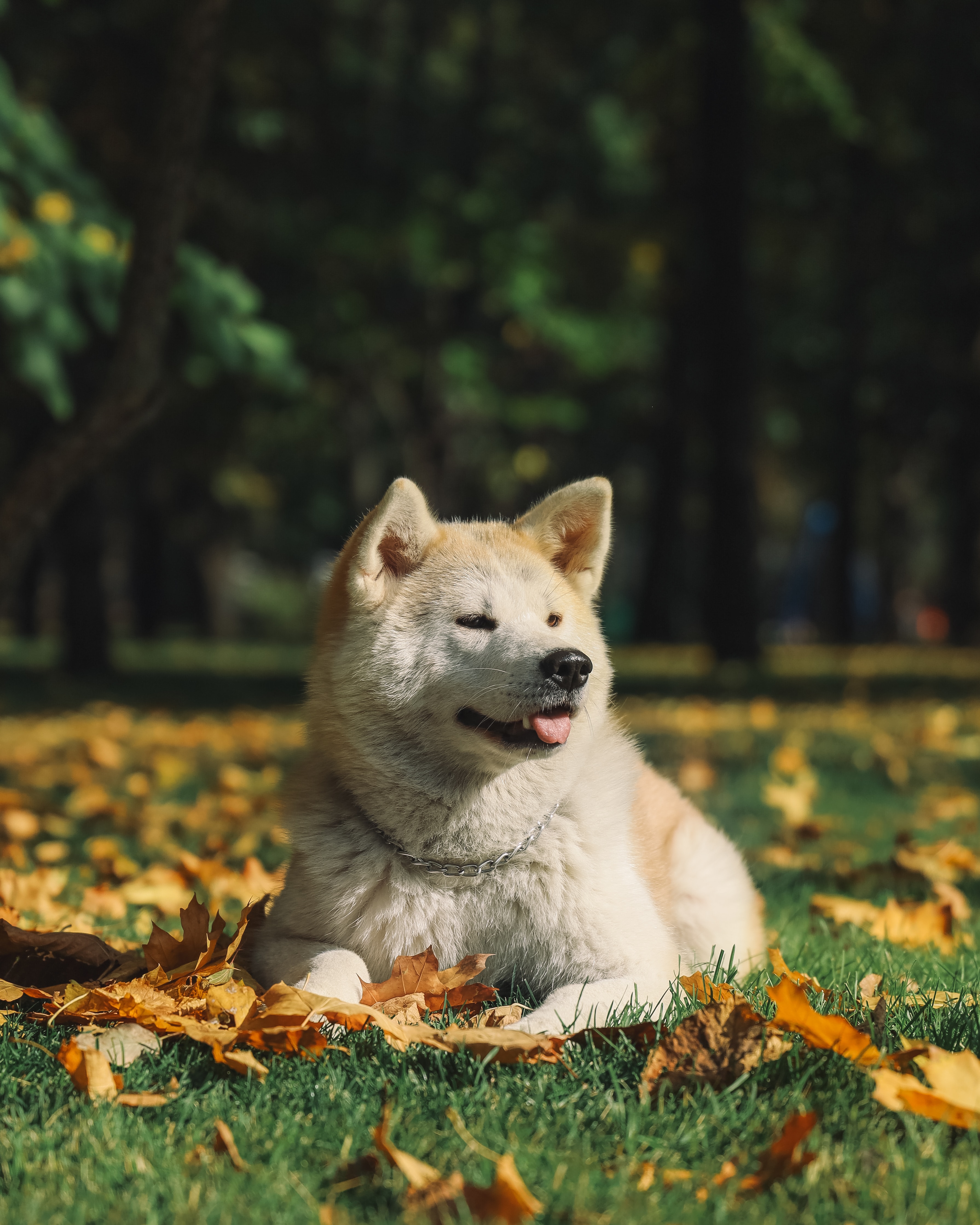 Akita Inu: nobilul canin japonez