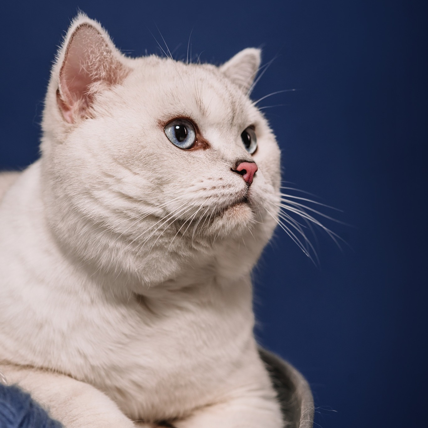 Impactul sterilizarii asupra longevitatii si calitatii vietii la pisici
