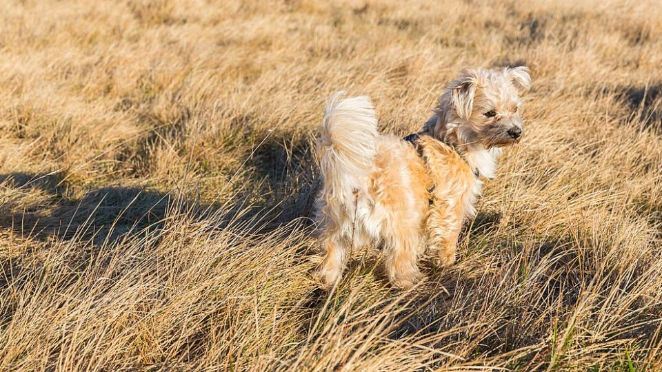 Câinele Malshi: o combinație între Bichon Maltez și Shih Tzu