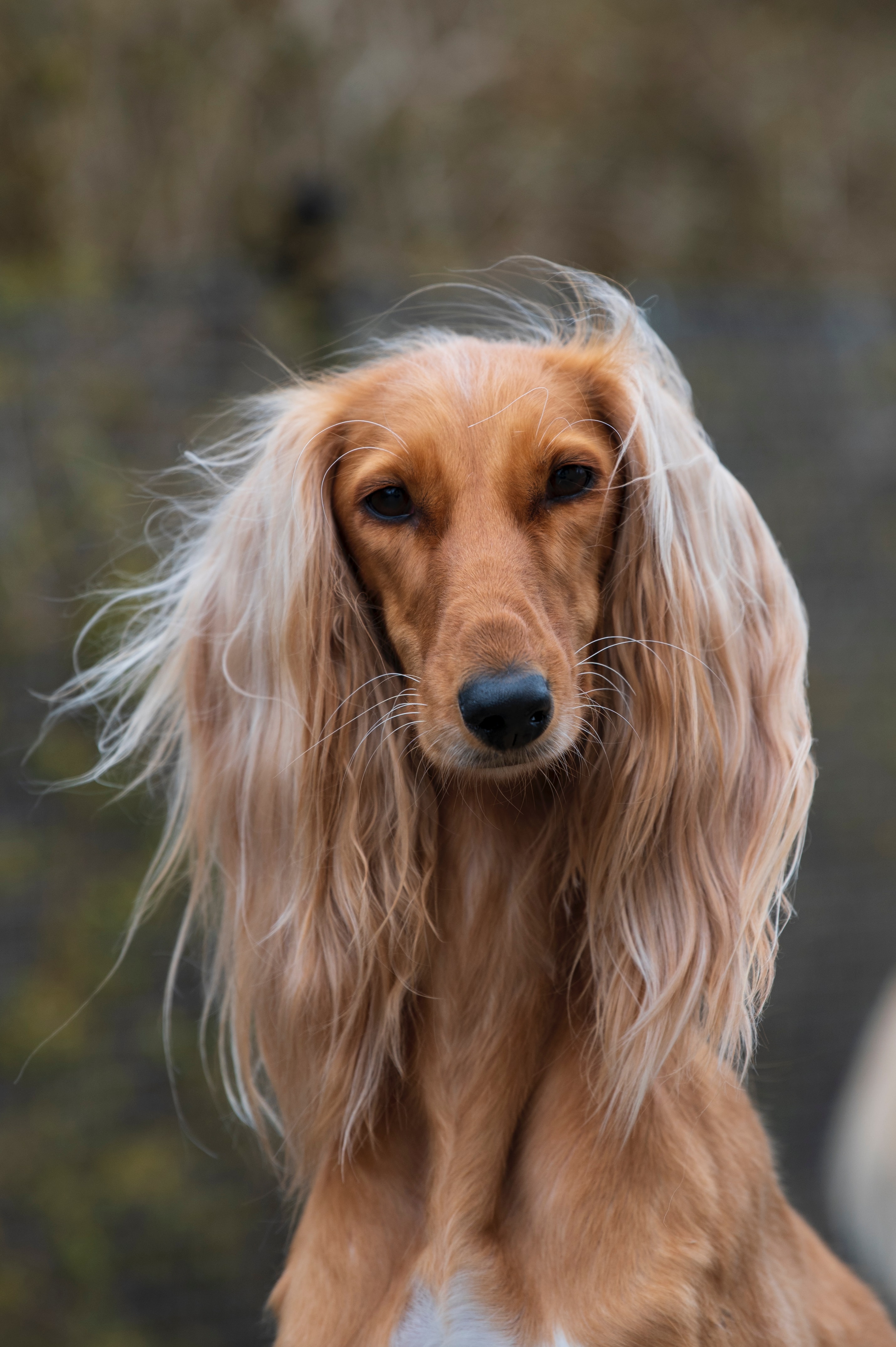 Saluki - o rasă interesantă de câini