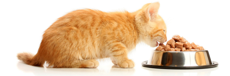Ghidul hranirii pisicilor: Cum sa alegi cea mai buna hrana pentru pisica ta, in functie de varsta, greutate si nevoile nutritionale?