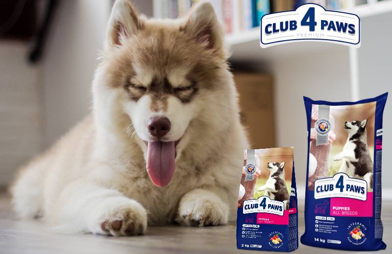 Cum sa alegi hrana potrivita pentru cainii care sufera de balonare?