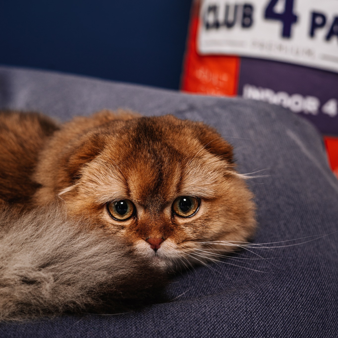 club4paws pisici indoor