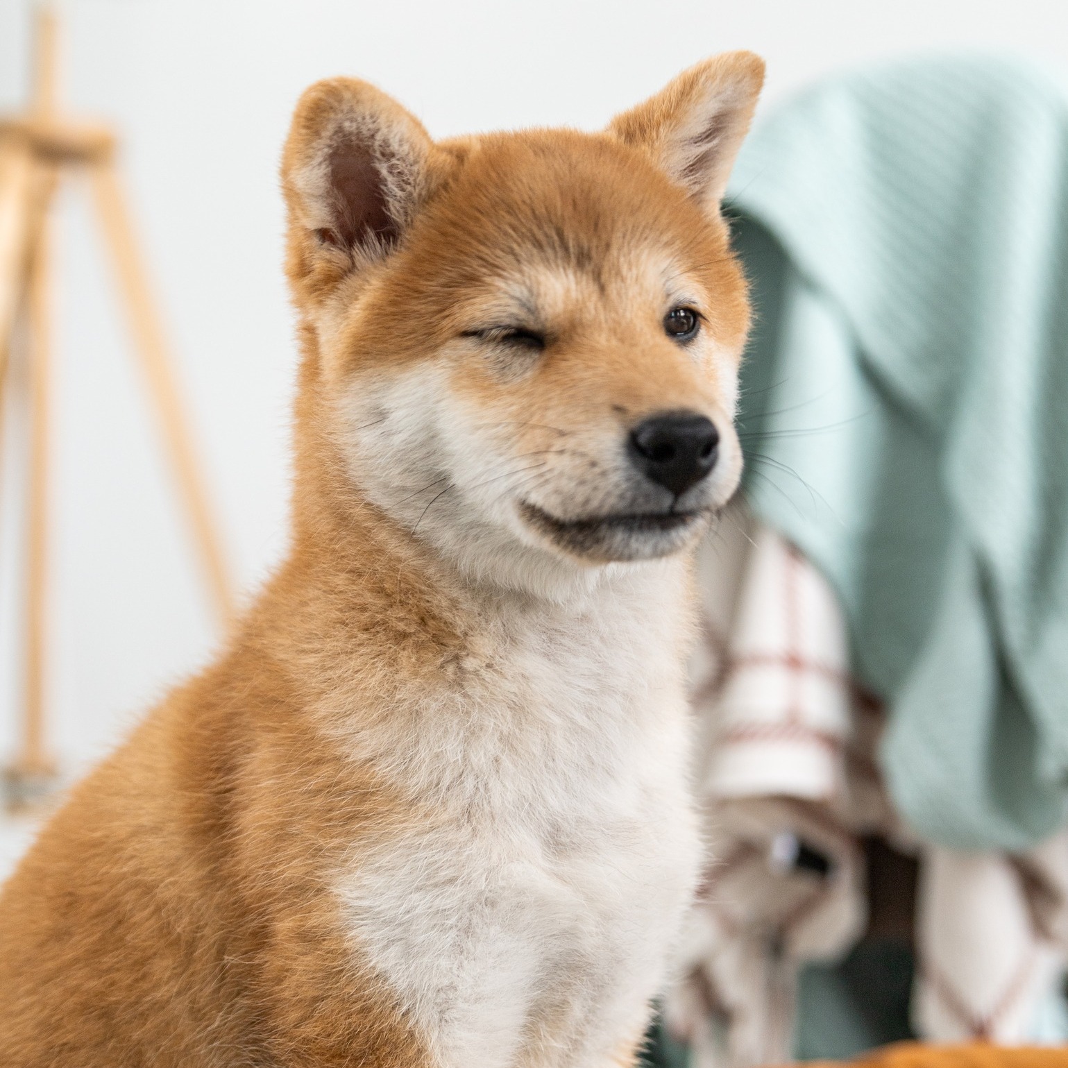 Cea mai buna hrana pentru cainii Shiba Inu