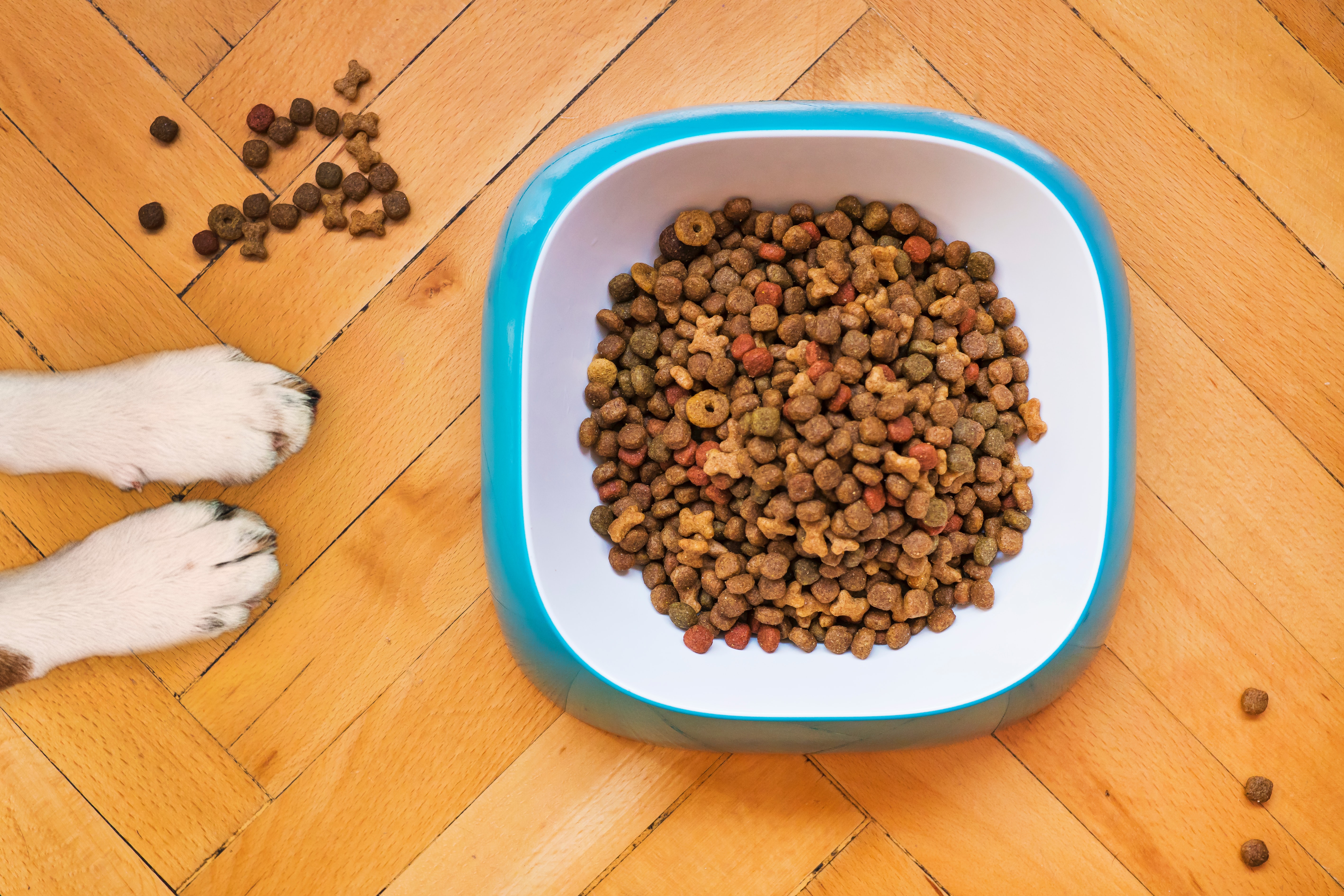 Cum alegi mâncarea potrivită pentru câinele tău?