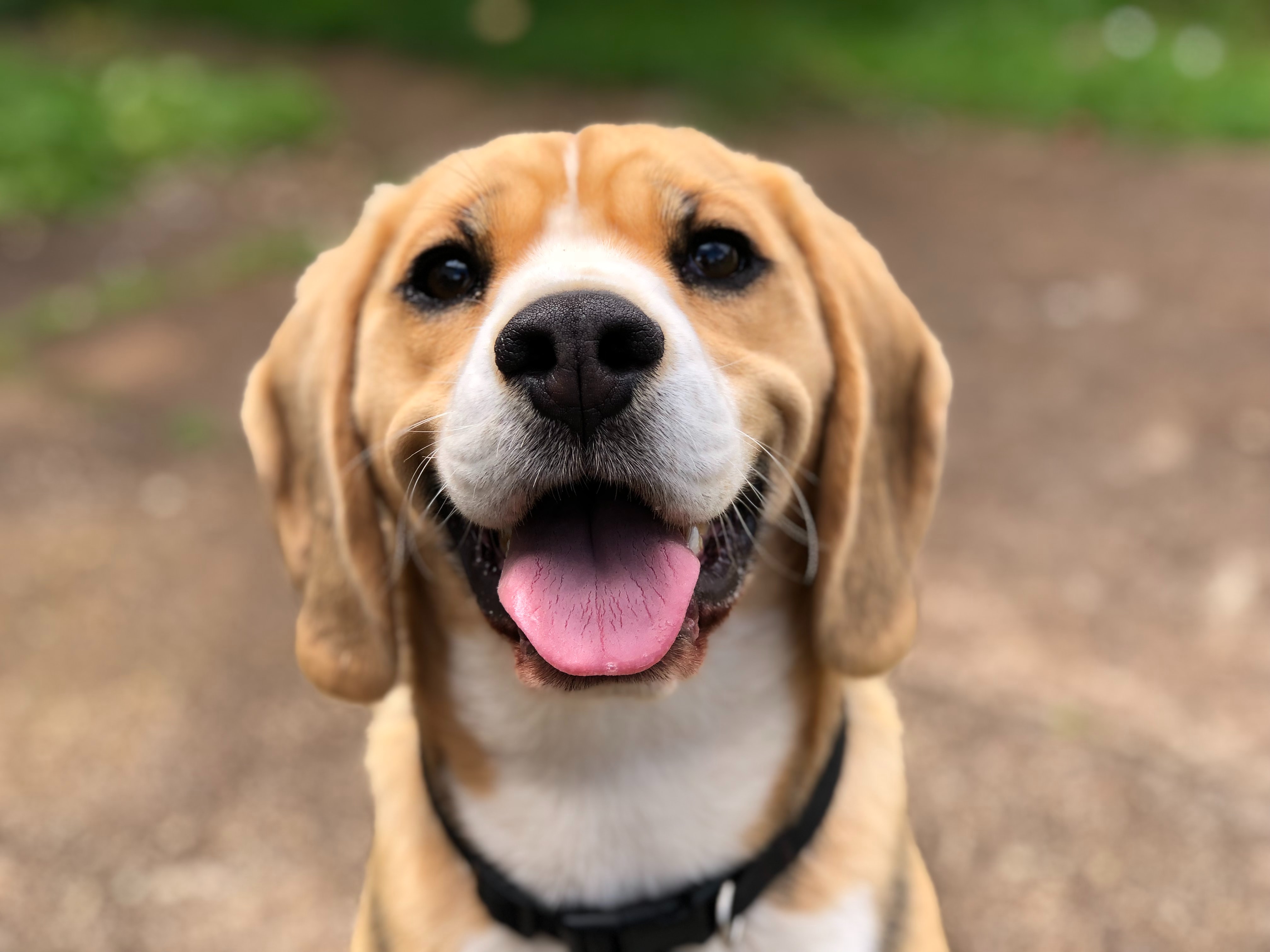 Motive pentru care câinii ne fac mai fericiți