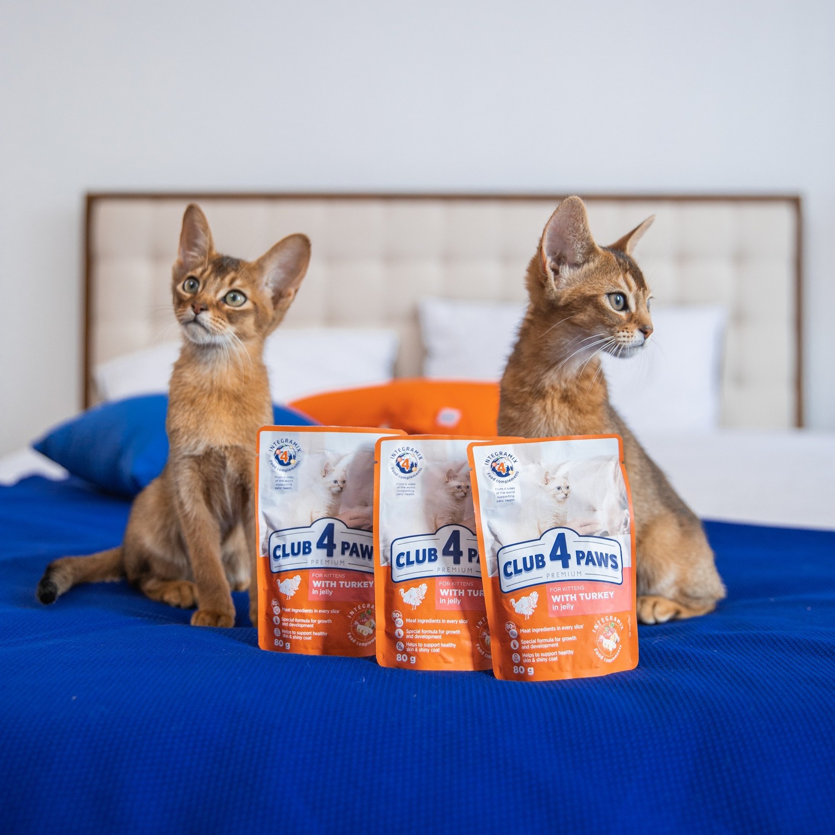 pareri club4paws pisici