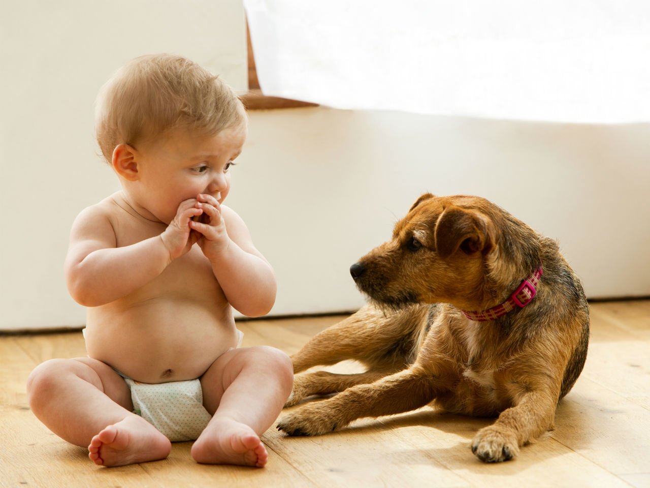 Cum faci cunoștință animalului de companie cu bebe?