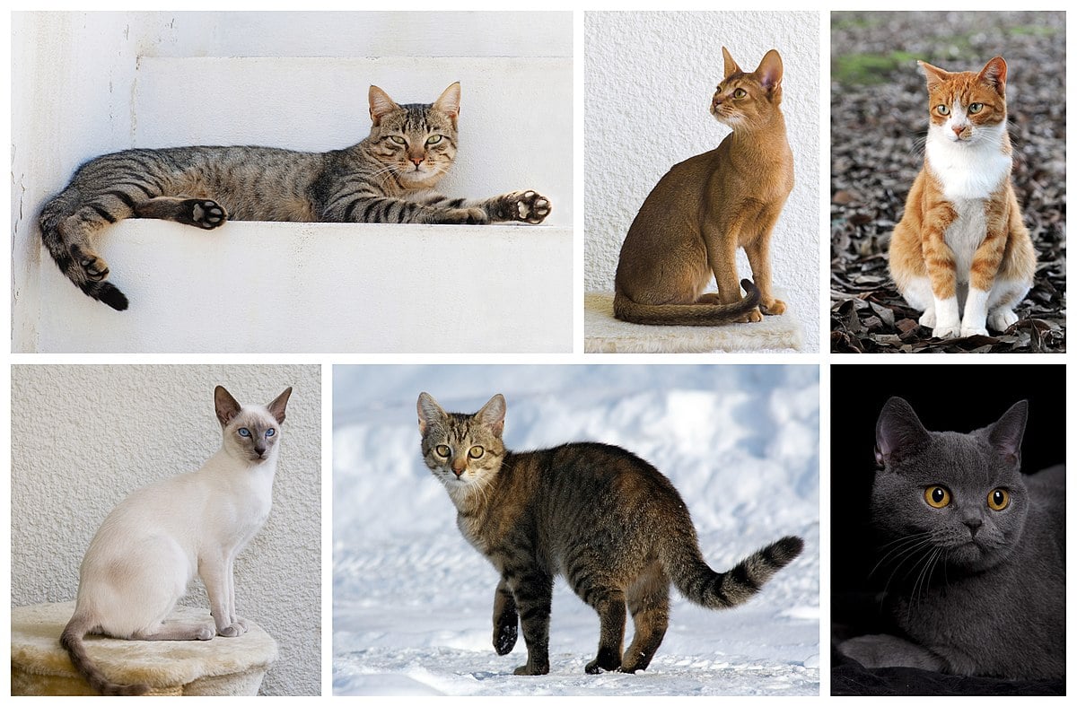 8 rase de pisici ce datează din Antichitate