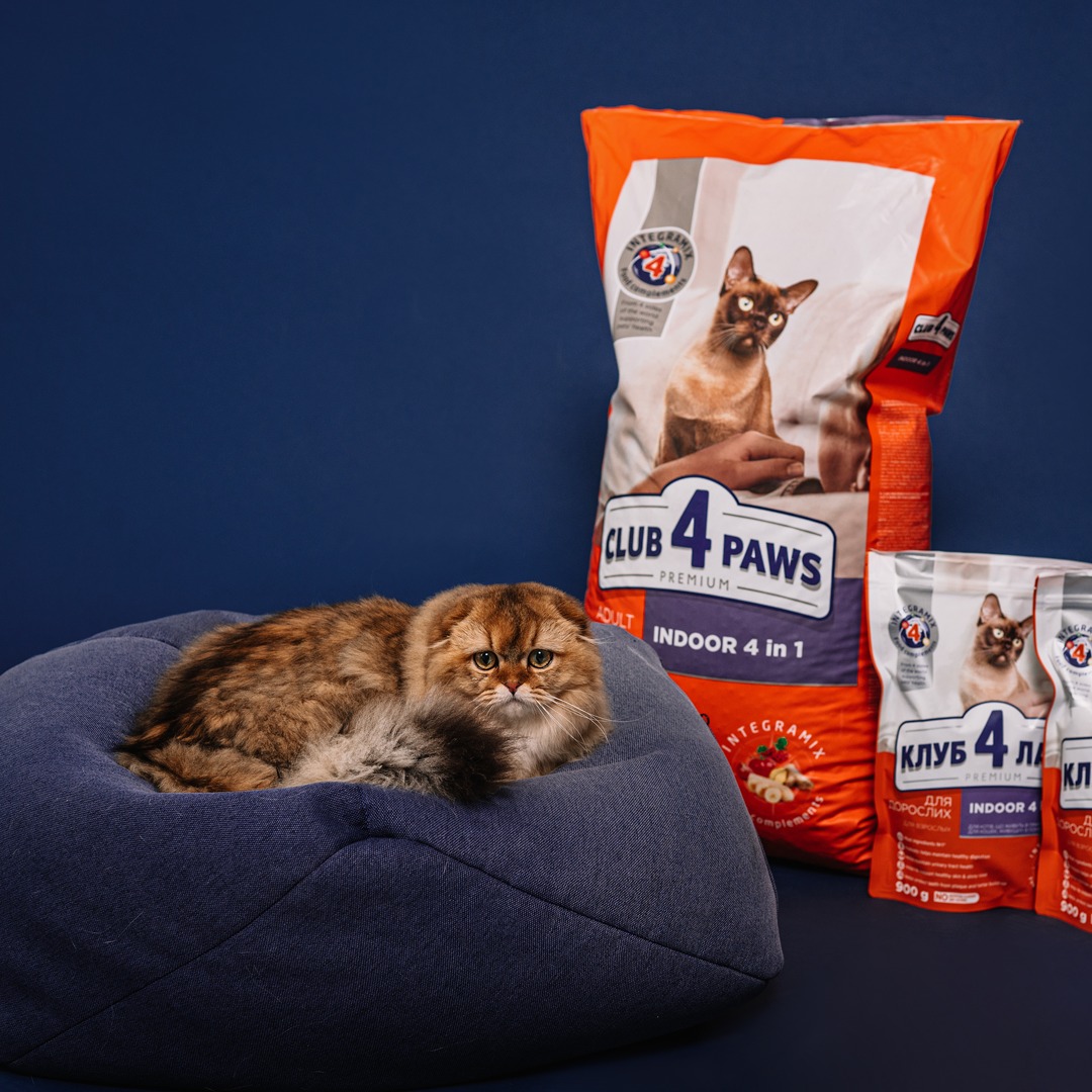 review club4paws pisici
