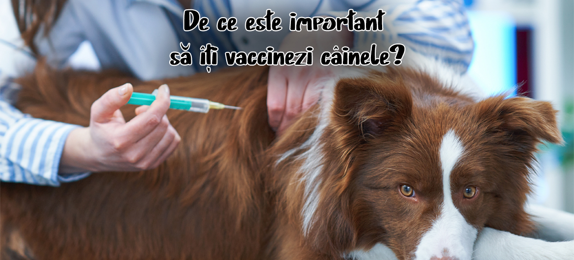 De ce este important sa iti vaccinezi cainele?