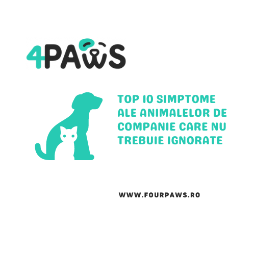 TOP 10 simptome ale animalelor de companie care nu trebuie ignorate