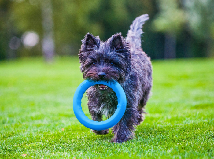 Jucarie Inel pentru caini PitchDog 17 cm [5]