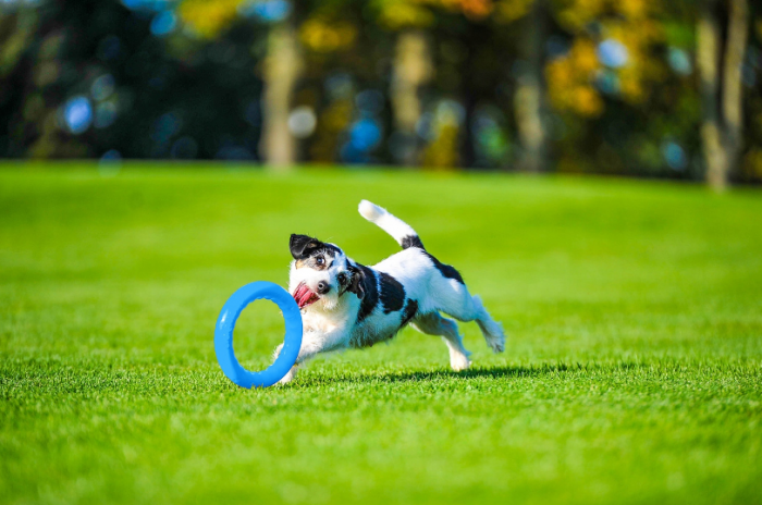 Jucarie Inel pentru caini PitchDog 17 cm [4]