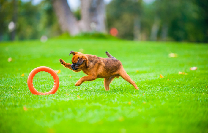 Jucarie Inel pentru caini PitchDog, 17 cm, portocaliu [5]