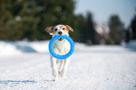 Jucarie Inel pentru caini PitchDog 17 cm [2]